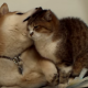 【わんこ動画】ふたりは仲良し？じゃれるわんこに猫パンチ炸裂