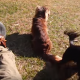 【わんこ動画】利口な犬とおっとりな犬の凸凹コンビ