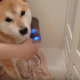 【わんこ動画】本当に同じ犬？シャワーを浴び終わると別人になってしまう…！？