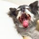 愛犬の奥歯のケアと口臭予防には、グリニーズがおすすめ！