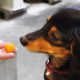 愛犬の「手作り食」から栄養学を学ぶススメ
