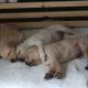 【犬の快眠】蒸れと温度調節で熟睡できる環境づくり